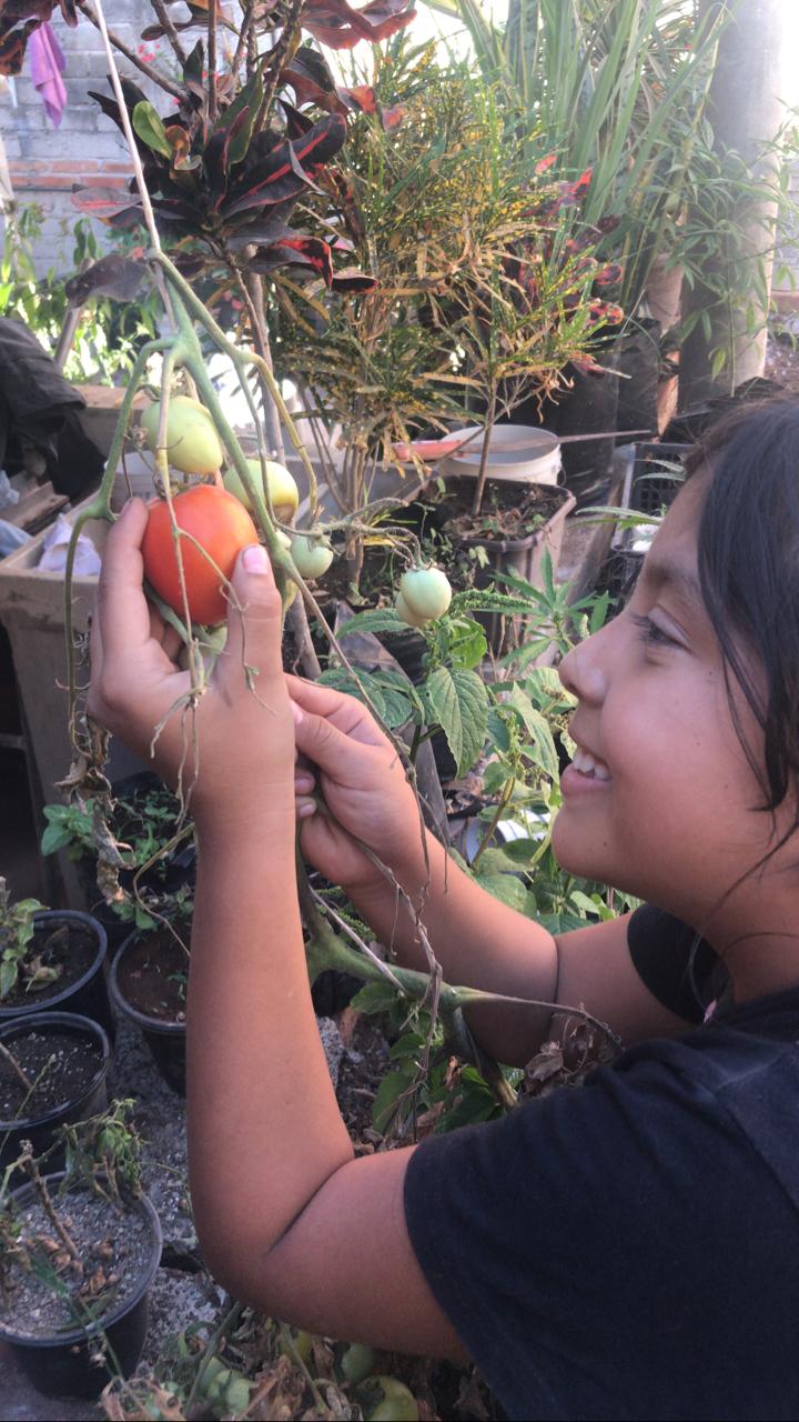 Hortalizas Sustenables Para Los Niños Mexicanos